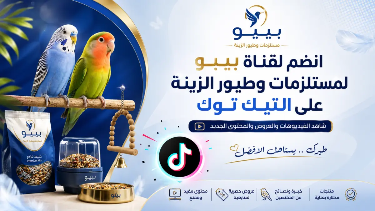 انضم لقناه بيبو على التيك توك